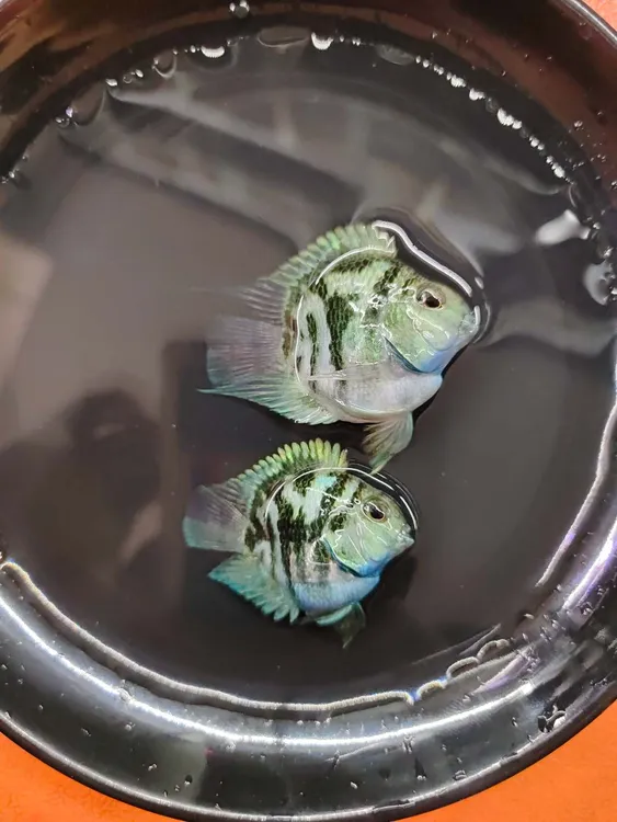 迷你鹦鹉鱼活体观赏鱼淡水热带鱼好养繁殖佳