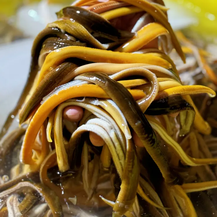 （新鲜鳝丝）当天现划鳝丝到手净重2斤顺丰快递