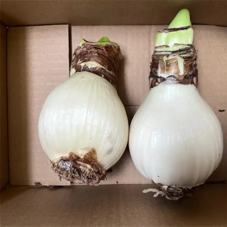 特大朱顶红庭院花卉荷兰四季种球室内阳台植物重瓣盆栽超大球进口