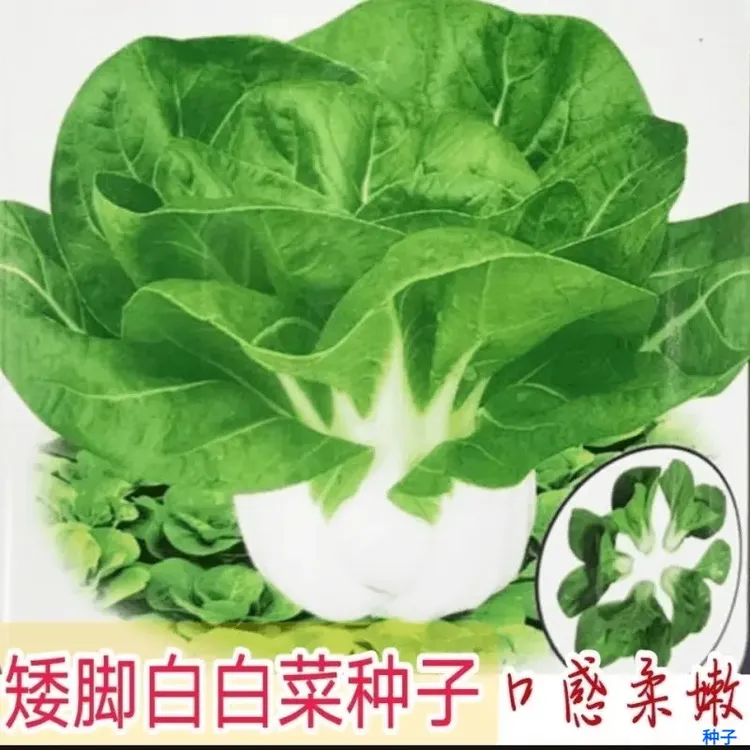 新白雪公主奶香小白菜种子耐寒耐热湘潭矮脚白菜种籽盆栽大田蔬菜