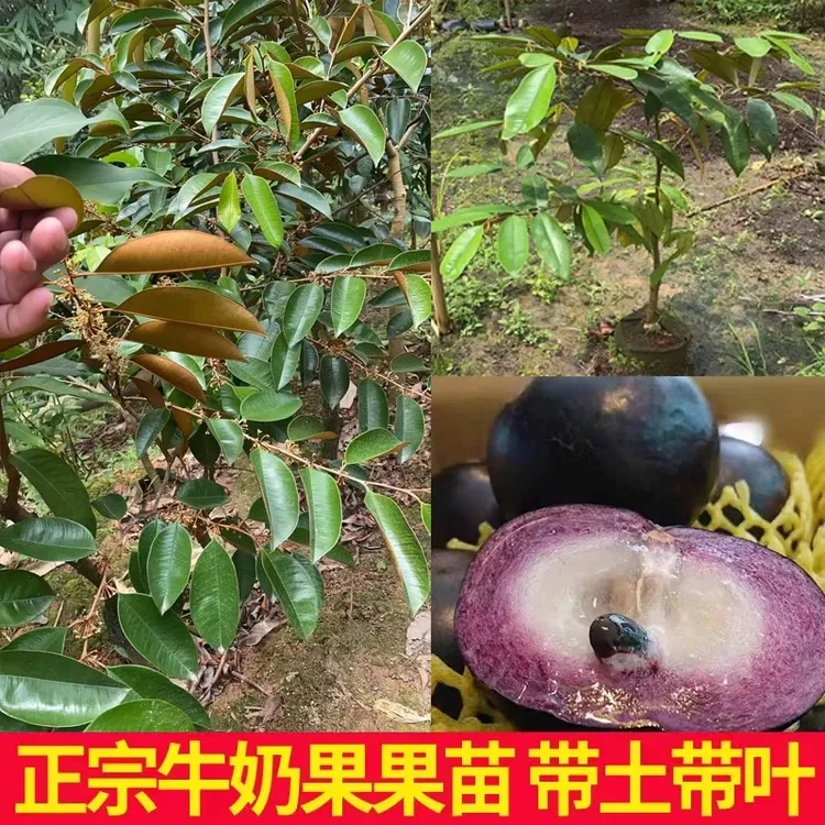 正宗嫁接越南牛奶果树苗紫皮青皮牛奶果盆栽地栽南方种植当年结果