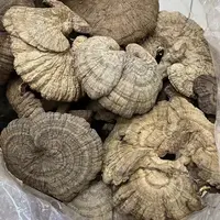 【血灵芝】血灵芝  长白山深山血灵芝 250g/500g