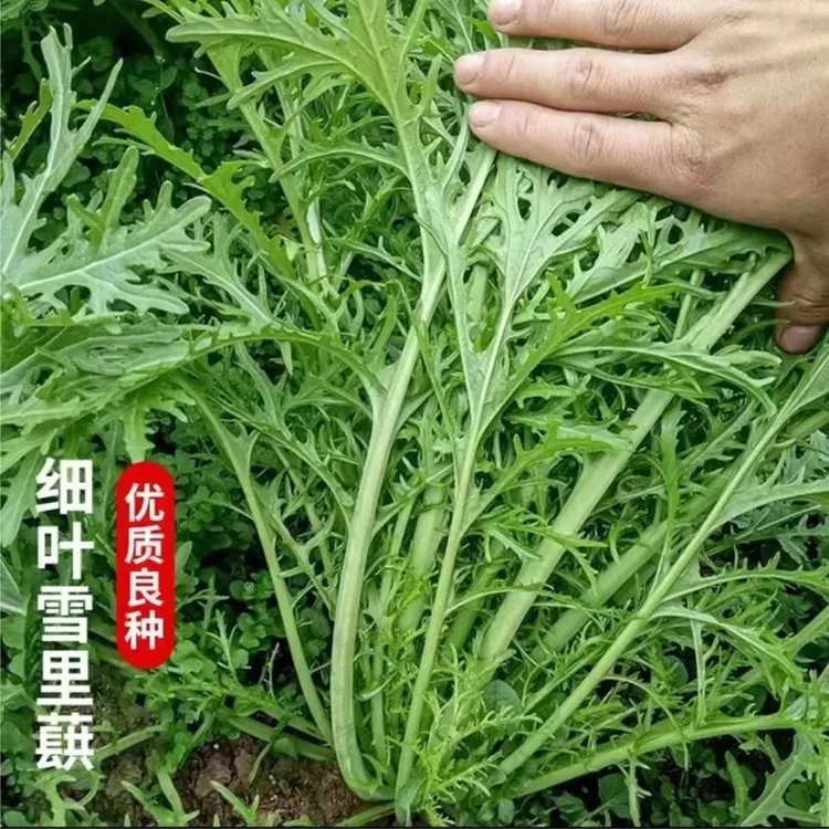 雪里蕻种子雪菜四季蔬菜种植简单阳台小院盆栽雪里红咸菜种子