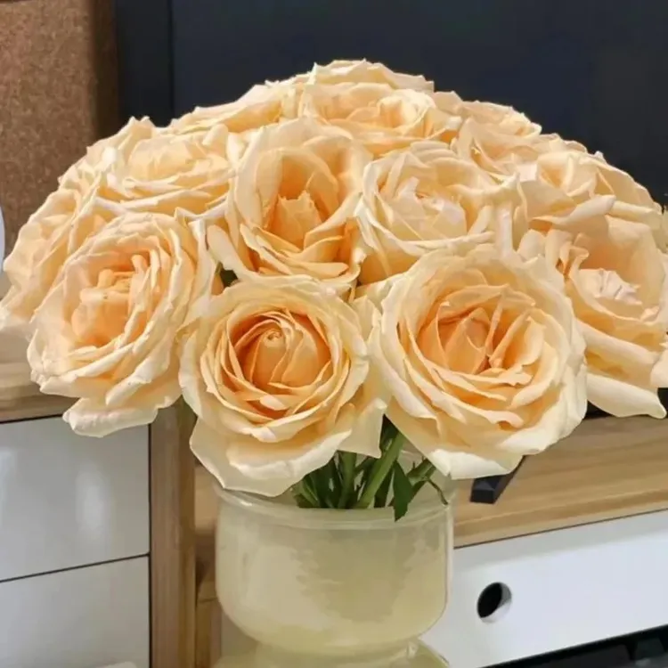 云南香槟玫瑰鲜花基地直发