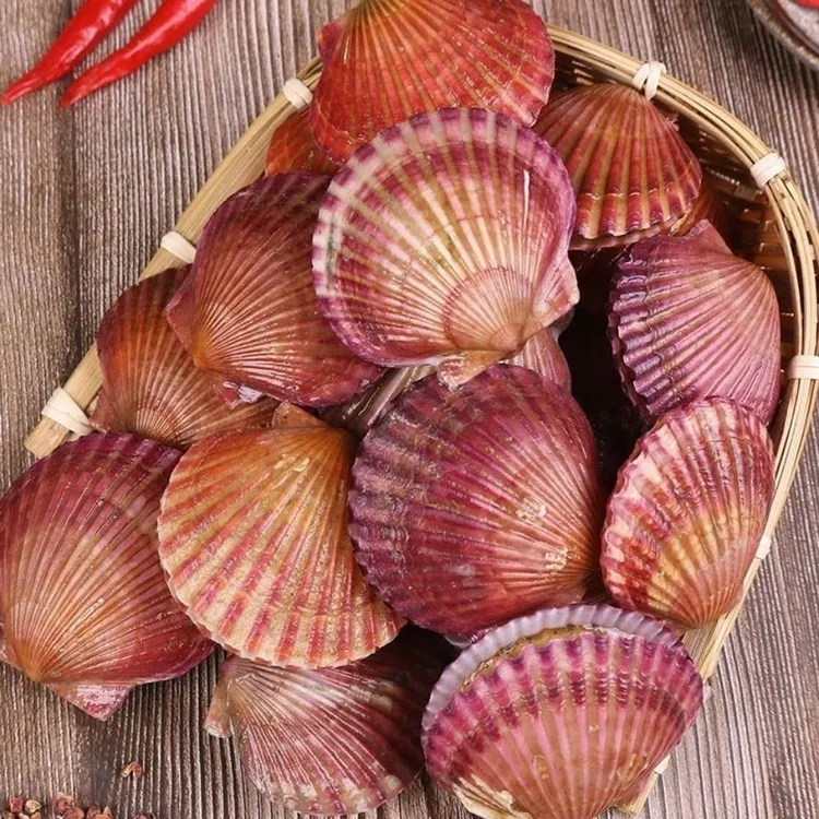 日照扇贝 小红贝净重5斤送半斤 顺丰包邮鲜活发货