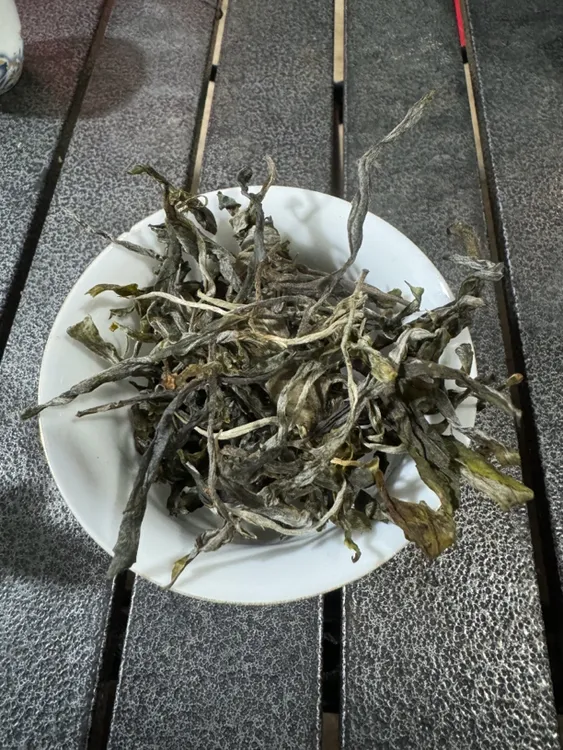 新茶头春古树挑采生普散料