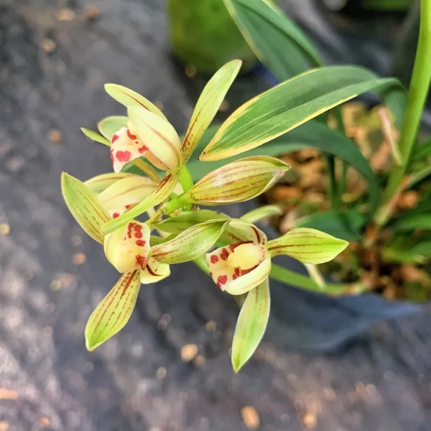 建兰四季兰金边矮种禅月达摩夏秋季开花勤花好养浓香型