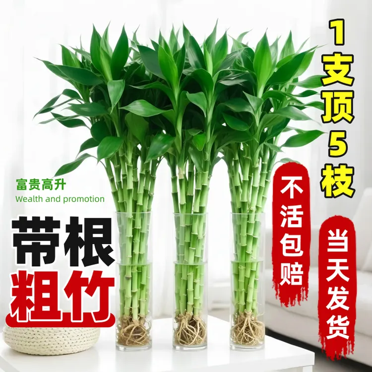 带根富贵竹水培植物客厅绿植室内盆栽观音竹粗杆好养水养节节高竹