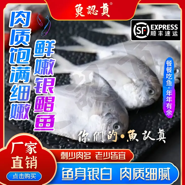 山东羊口 渤海湾 银鲳鱼  清蒸醋煎着吃 味道很鲜 下饭的菜