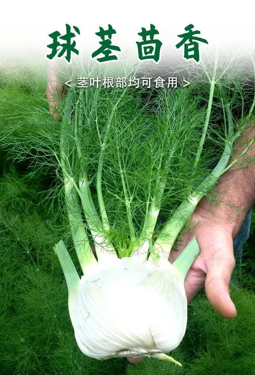 球茎茴香种子结球大茴香菜割茬四季蔬菜籽球型播种简单茴香种子