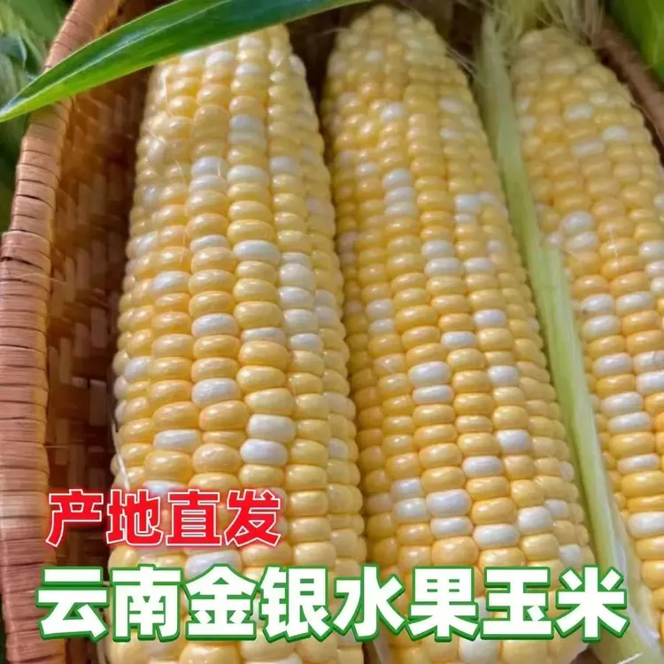 新鲜采摘云南水果甜玉米甜水果玉米可生吃口感清甜颗粒饱满