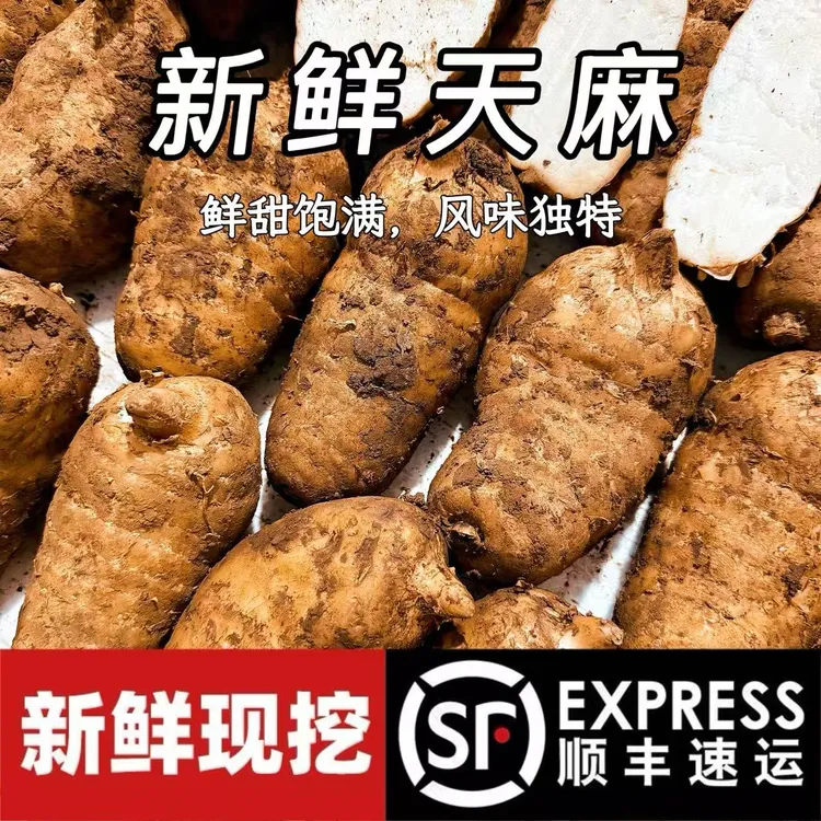 【云南新鲜天麻】顺丰包邮 炖汤好物 昭通小草坝乌天麻原生态种植