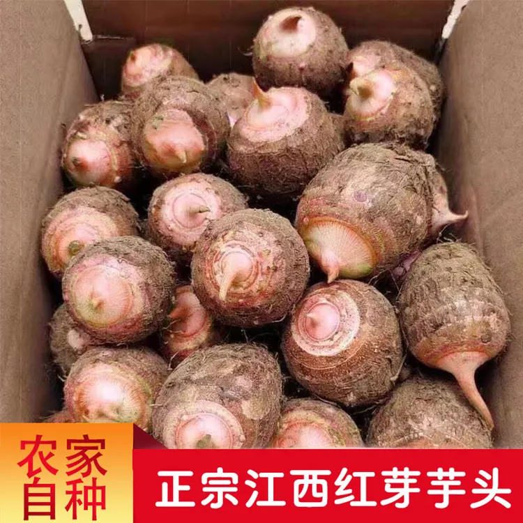 【红芽芋头】江西铅山现挖红芽芋头新鲜农家软糯小芋头仔农产品