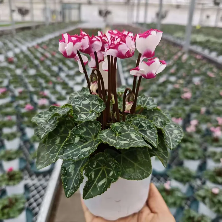 【仙客来】维多利亚系列盆栽带花苞庭院室内观赏花卉花期长年宵花