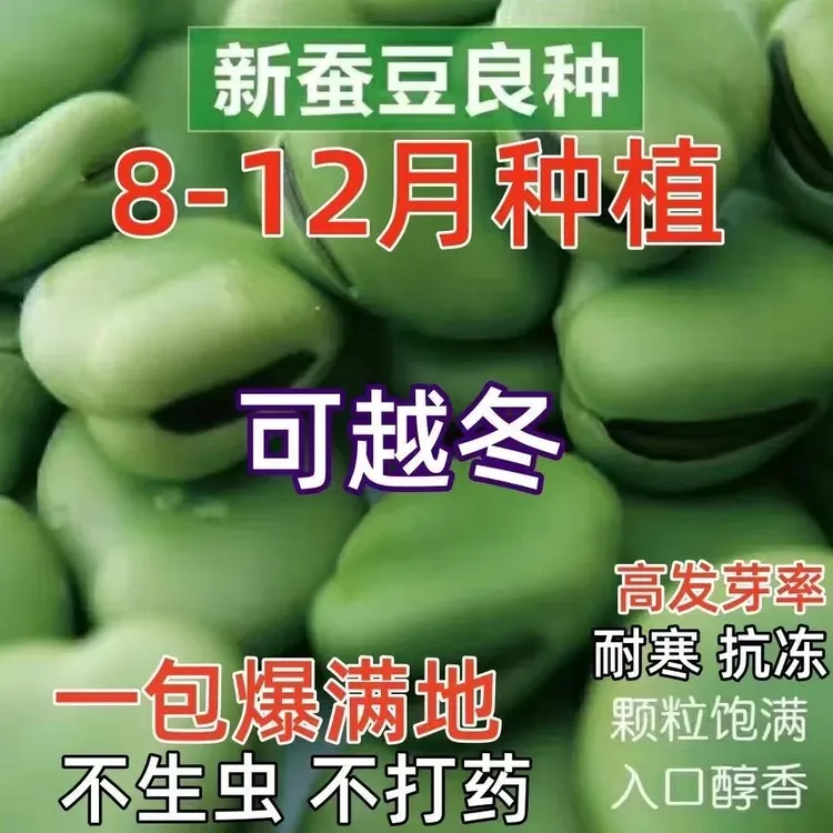 蚕豆种子七星特大蚕豆巨大号罗汉豆种籽秋冬季播种早熟耐寒胡豆籽