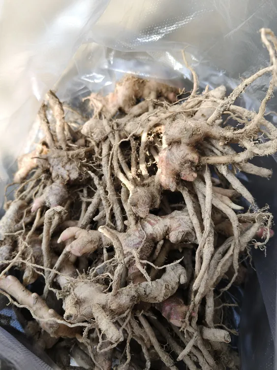 正宗广东新鲜现挖风姜月子姜月婆姜煲汤泡脚佳品生姜