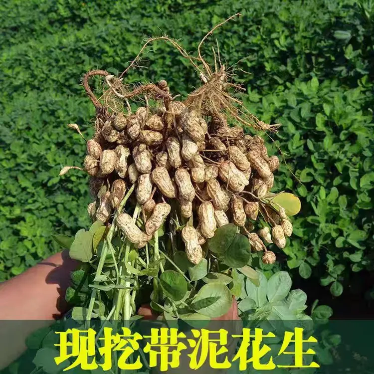 现挖带壳带泥新鲜花生生吃清脆水煮软糯香甜