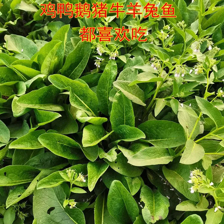百萌俄罗斯饲料菜根聚合草根耐寒耐热多年生牧草 牛猪羊兔鱼饲料