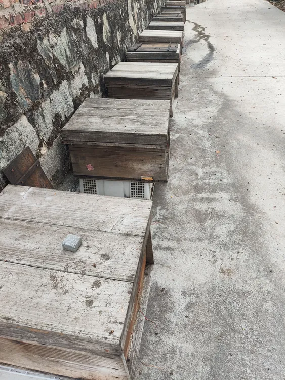 中蜂蜂群蜜蜂蜂群土蜂中华蜜蜂群蜂种群笼蜂蜜蜂群带王带蜂箱