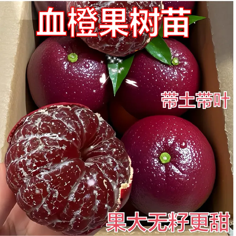新款血橙果树苗嫁接冰糖血橙红心橙子盆栽地栽正宗南北方种植