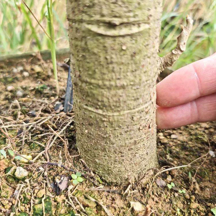 椰柿椰蜜果进口品种大果新奇苗