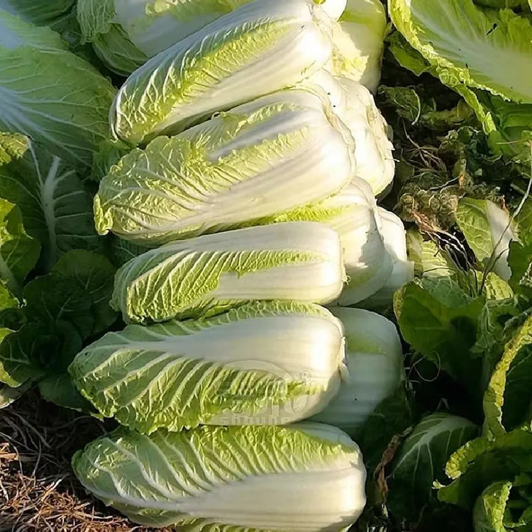 农家娃娃菜火锅配菜农家自种现砍现发黄心娃娃菜四季批发包邮