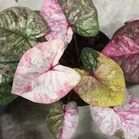 70-0915彩叶芋泰国发