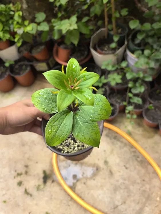 云南滇重楼七叶一枝花种苗杯苗可种植食用阳台小院四季可种