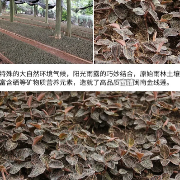 林下种植金线莲盆栽福建南靖原产地特色可种植可以