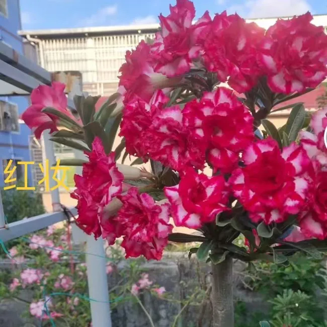 沙漠玫瑰懒人植物好养易活喜阳耐旱盆栽