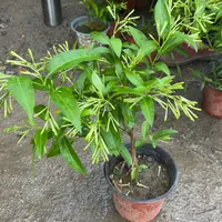 夜来香树苗带花苞四季开花浓香型可种庭院或室内卧室