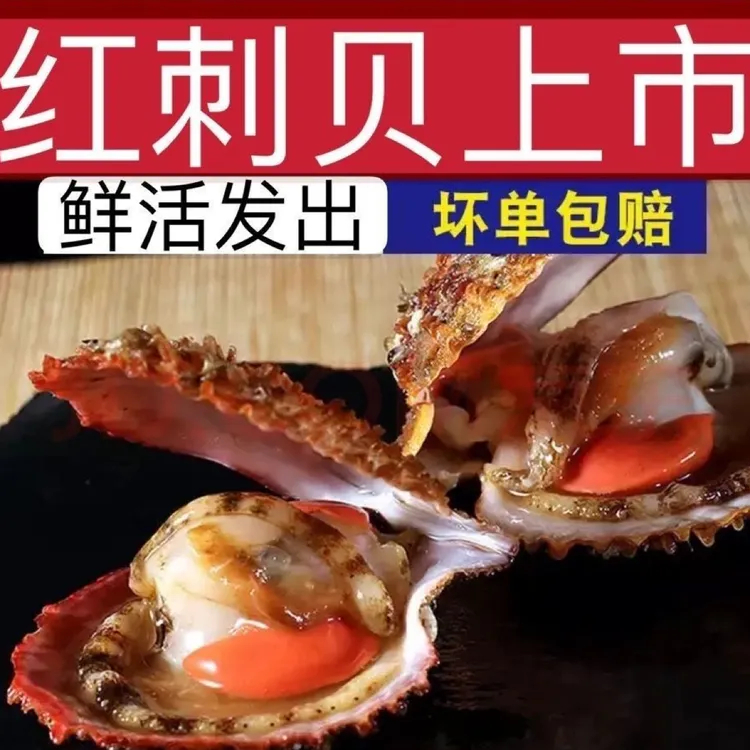 （顺丰包邮）日照精品扇贝 栉孔贝 刺贝小红贝 肉肥包鲜包肥不包活
