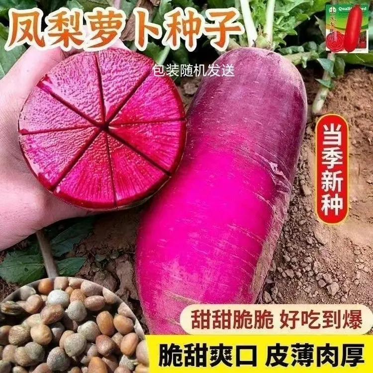 凤梨水果萝卜种子红心红萝卜胭脂萝卜种籽四季种子