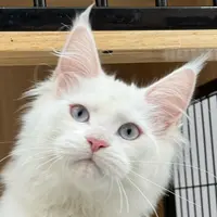 来了姊妹-纯白蓝眼缅因猫-妹妹-05