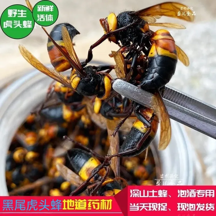 野生活泡虎头蜂黑尾原液诱蜂水原材料（买100只）（送泡酒10只）