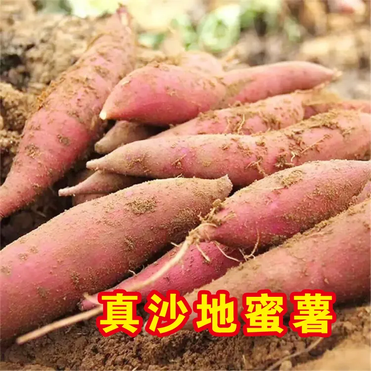 真沙地黄心蜜薯 现挖新鲜黄心蜜薯 红薯地瓜 粉糯面甜甘甜红薯