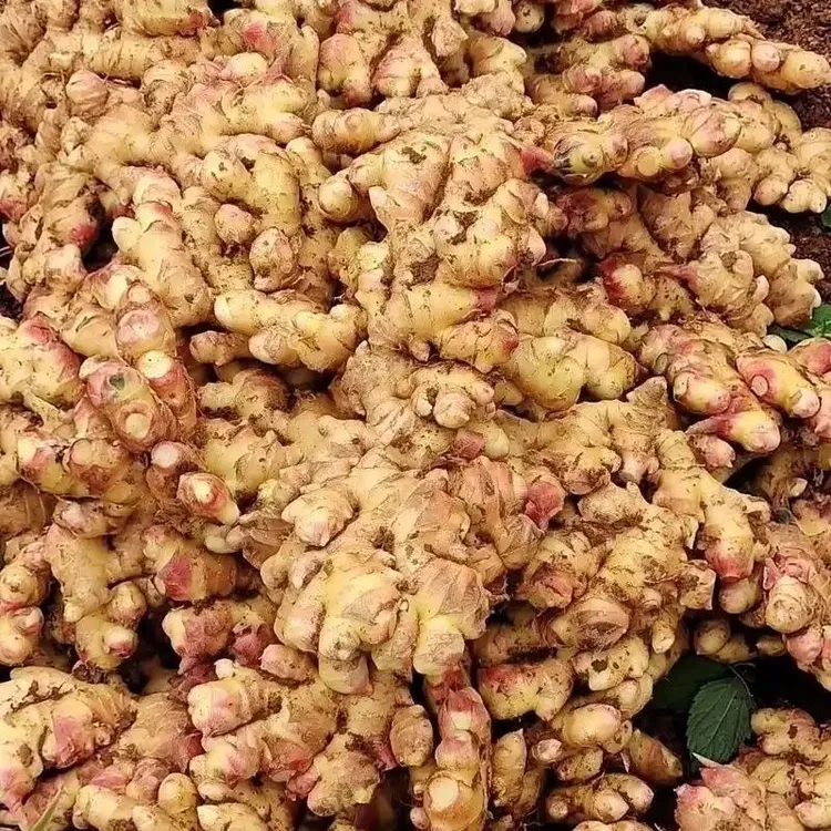 四川本地二黄姜四川土生姜新鲜现挖生姜