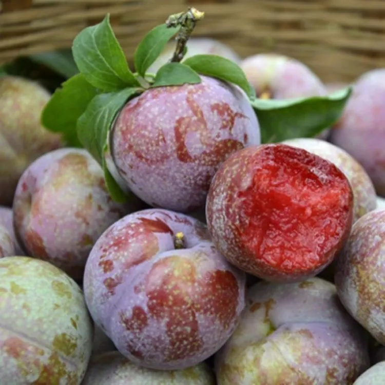 【现摘现发】红心三华李子酸甜脆口孕妇应季新鲜水果现摘现发