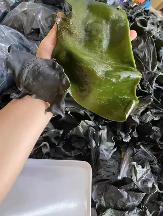 足干海带头天然无盐无沙高泡发率新货厚海带头凉拌煲汤煲糖水