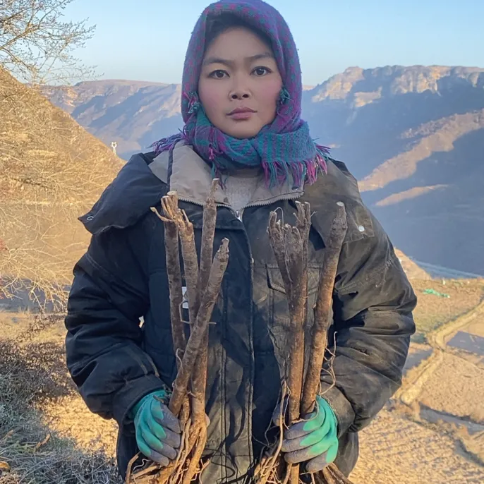 甘肃大山黄芪 鲜挖土黄芪 煲汤炖肉 滋补养生好帮手 整条大中小条