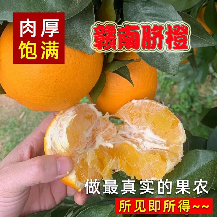 摘果熊正宗赣南脐橙橙子新鲜现摘应季水果孕婴水果产地直发甜多汁