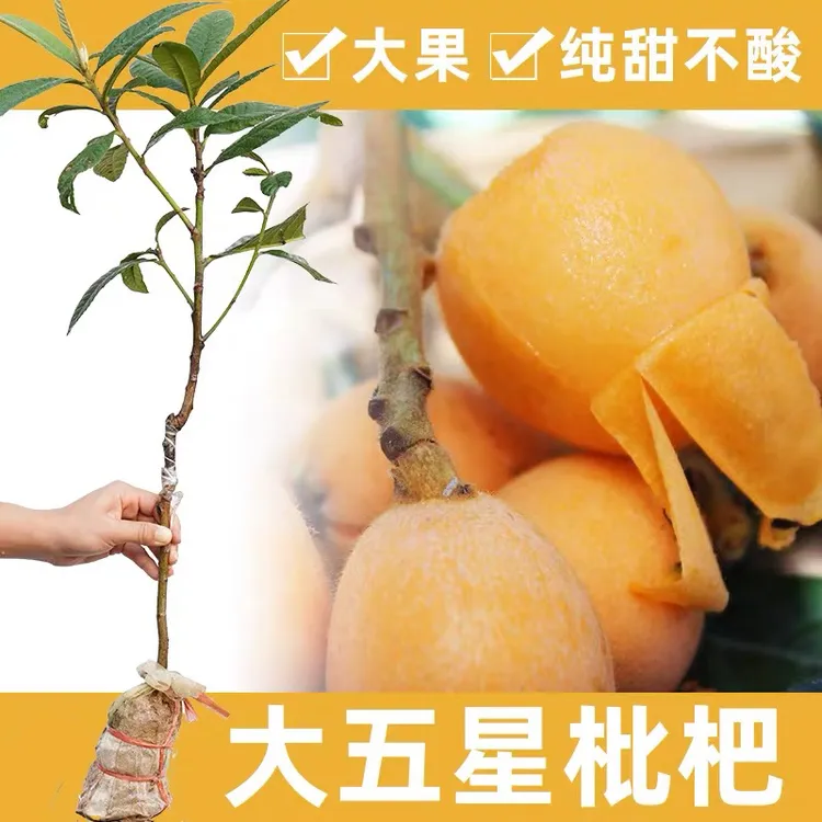 大五星枇杷嫁接苗纯甜无酸正宗带叶带土真苗盆栽地栽南北方种植