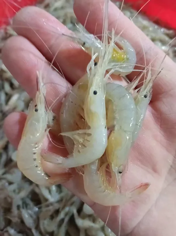 海捕急冻小白虾海白虾直发新鲜冷冻食材3斤！
