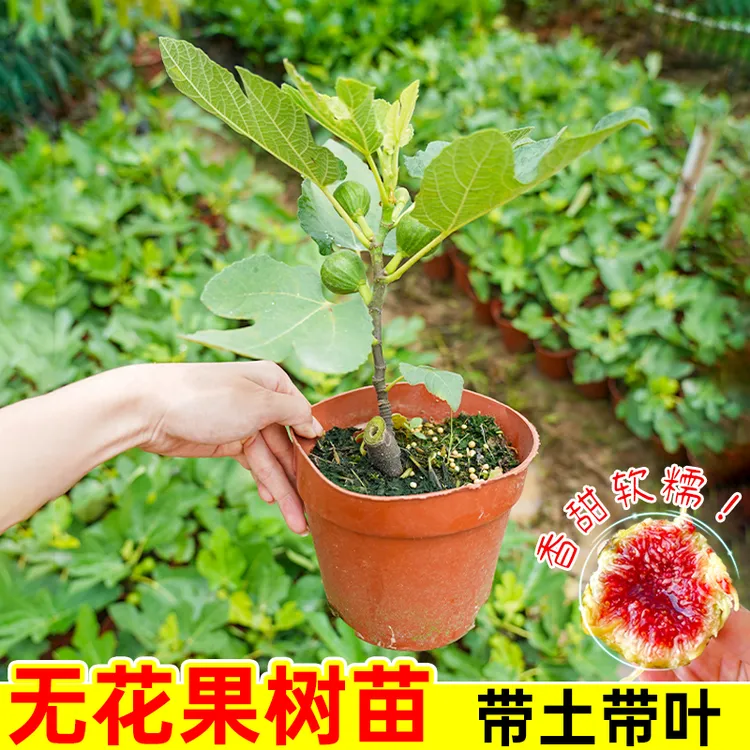 无花果树果苗特大果矮化盆栽波姬红南方北阳台种植当年结果新品种