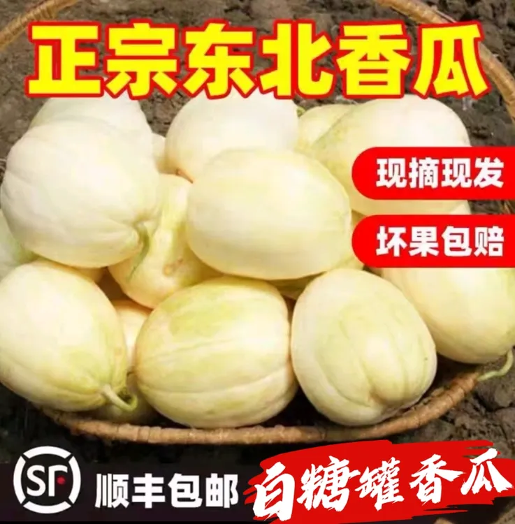 《顺丰包邮》黑龙江白糖罐甜香瓜 带箱5斤