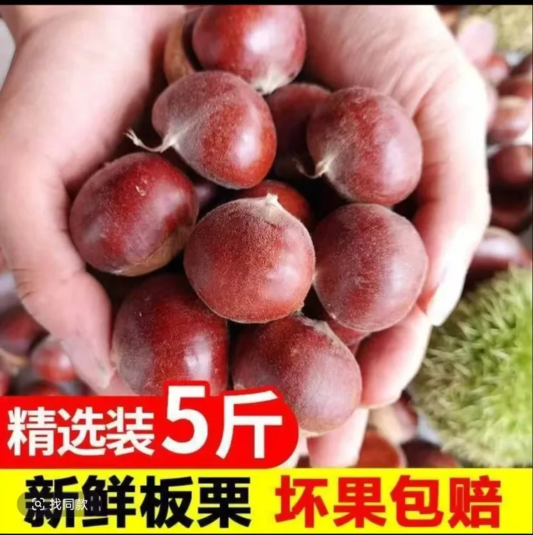 丹东高山老树新鲜带壳板栗粉糯香甜现摘现发5斤非油栗子锥难剥皮