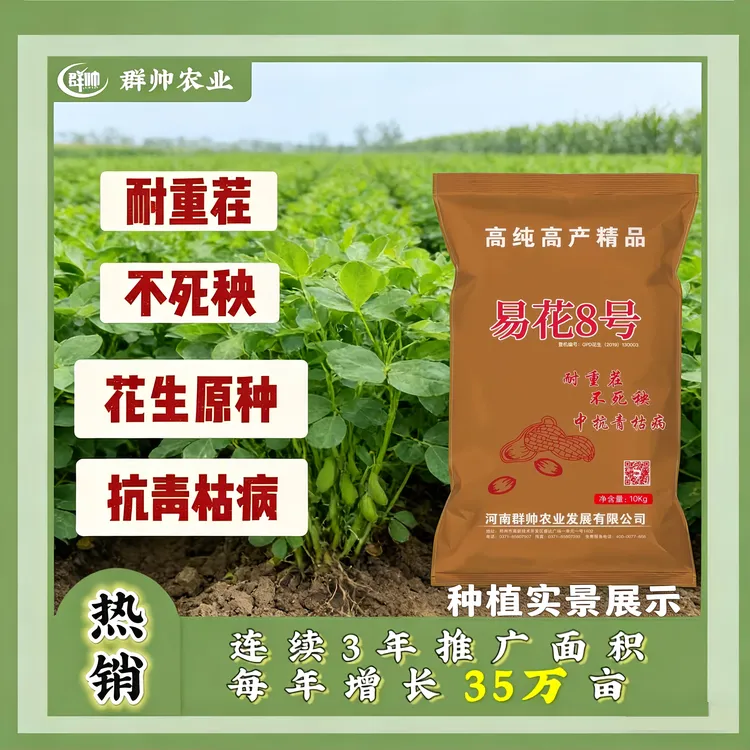 易花八号耐重茬不死秧抗青枯花生原种出油高出花生种子高产商品图