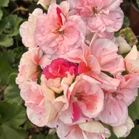 新品【百变贵妃，菲牡丹2号，玛雅】只能单链接拍 3颗天竺葵组合重瓣