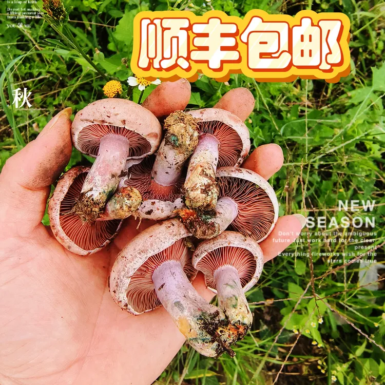 新鲜野生谷熟菌松树菌松乳菇松菌重阳菌雁鹅菌铜绿菌乌纵菌