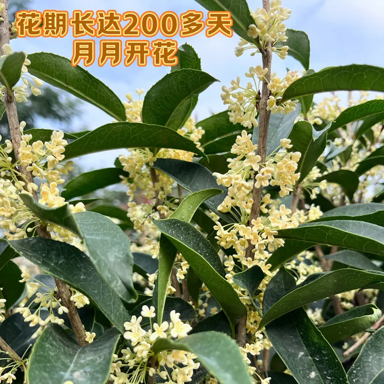【一物一拍】四季开花桂花树佛顶珠盆栽浓香型阳台庭院室内外绿植